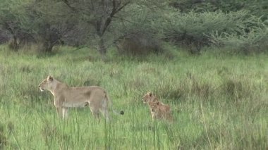 Aslan vahşi, tehlikeli memeli Afrika Savannah Kenya
