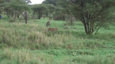 Aslan vahşi, tehlikeli memeli Afrika Savannah Kenya