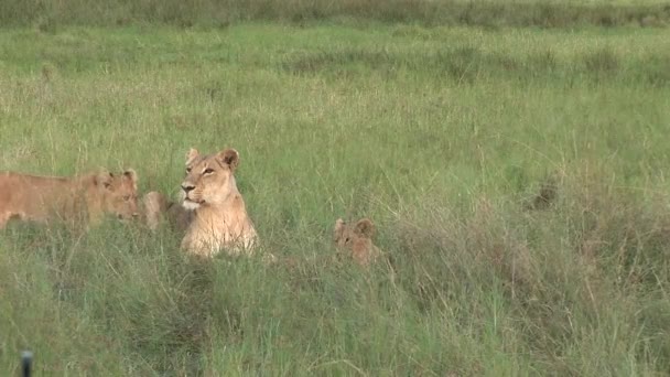 Lejon vilt farliga däggdjur Afrika savann Kenya — Stockvideo