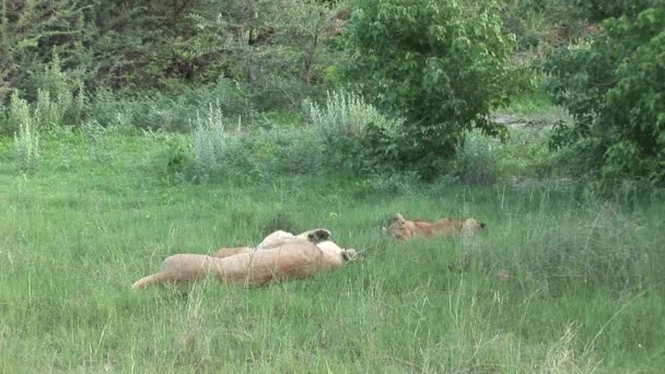 Leeuw wild gevaarlijk zoogdier africa savannah Kenia — Stockvideo