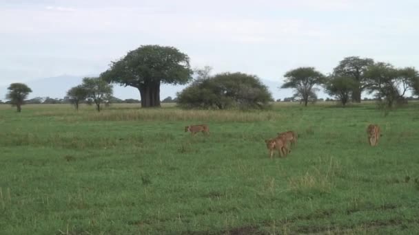 Львиное дикое опасное млекопитающее африканской саванны Кении — стоковое видео