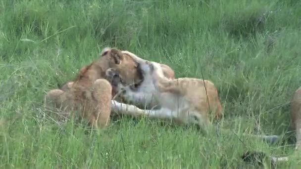 Leão selvagem perigoso mamífero áfrica savana Quênia — Vídeo de Stock