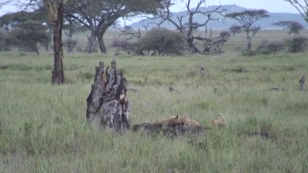 Singa liar berbahaya mamalia africa savannah Kenya — Stok Video