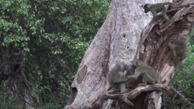  Vahşi Maymun maymun Afrika Botsvana Savannah 