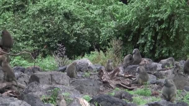 Wild Monkey pawiana w Botswana afrykańskiej sawanny — Wideo stockowe