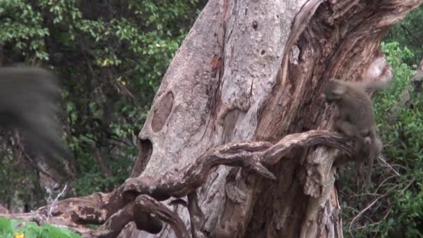 Wild Monkey pawiana w Botswana afrykańskiej sawanny — Wideo stockowe