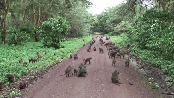 Macaco-babuíno selvagem na savana africana do Botsuana — Vídeo de Stock