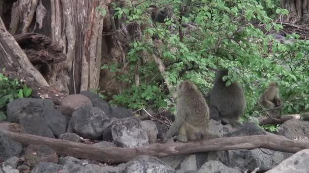 Άγρια μπαμπουίνους μαϊμού στη σαβάνα της Αφρικής Μποτσουάνα — Αρχείο Βίντεο