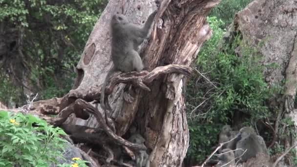 Macaco-babuíno selvagem na savana africana do Botsuana — Vídeo de Stock