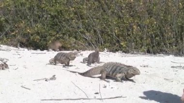 İguana Küba Karayip Denizi Sahili video