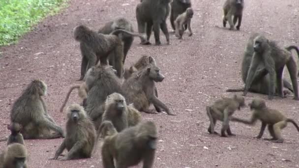 Macaco-babuíno selvagem na savana africana do Botsuana — Vídeo de Stock