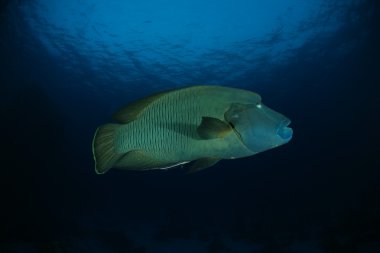 Endonezya Denizi 'nde mercan dalışı