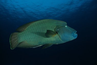 Endonezya Denizi 'nde mercan dalışı