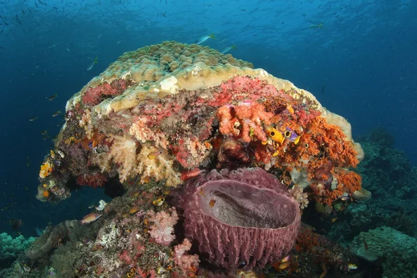 Korallenleben Tauchen Indonesien Meer Ozean — Stockfoto