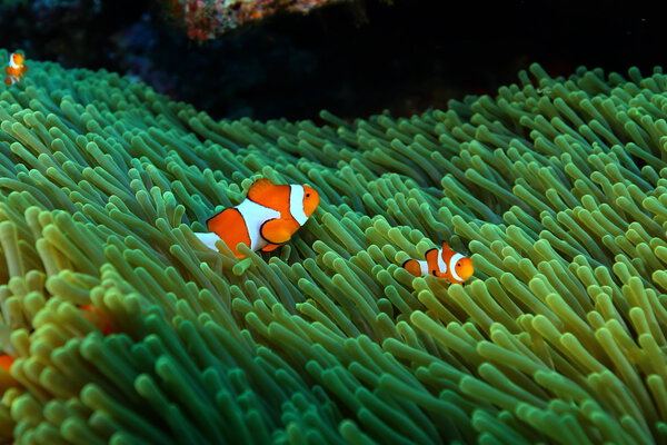 coral life diving Indonesia Sea Ocean