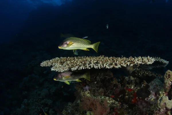 Korallenleben Tauchen Indonesien Meer Ozean — Stockfoto