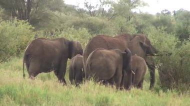 Afrika Botsvana savanındaki Vahşi Fil (Fil) 