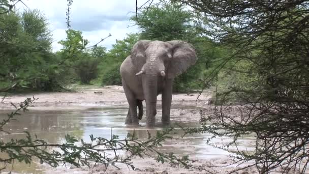 Dziki słoń (słoniowate) w afrykańskiej sawannie Botswany — Wideo stockowe