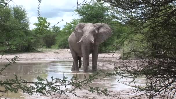 Дикий слон (Elephantidae) в африканской саванне Ботсваны — стоковое видео