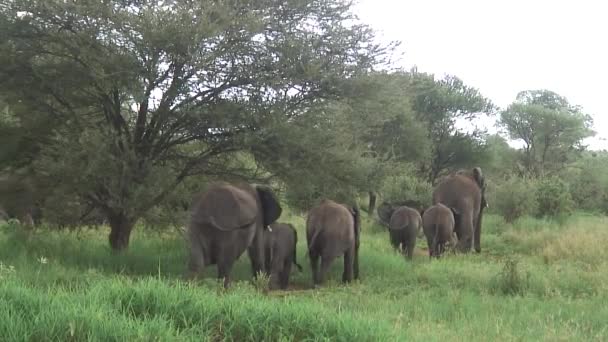 Wild Elephant (Elephantidae) in African Botswana savannah — Stock Video