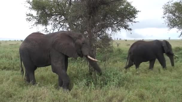 Vild elefant (Elephantidae) i afrikansk botswana savann — Stockvideo