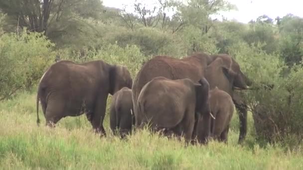 Дикий слон (Elephantidae) в африканской саванне Ботсваны — стоковое видео