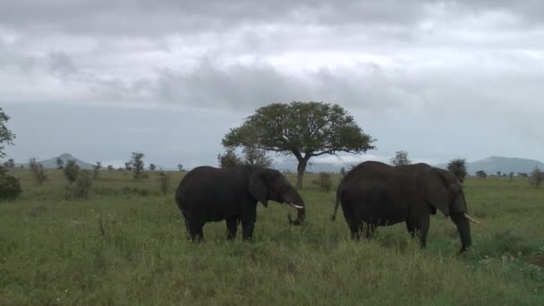 Slon divoký (Elephantidae) v africké Botswana savaně — Stock video