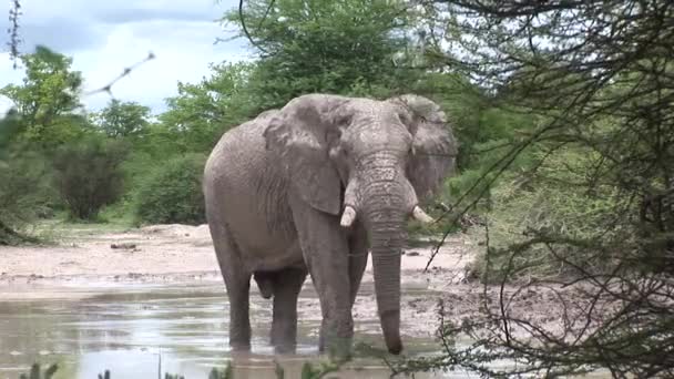 Slon divoký (Elephantidae) v africké Botswana savaně — Stock video