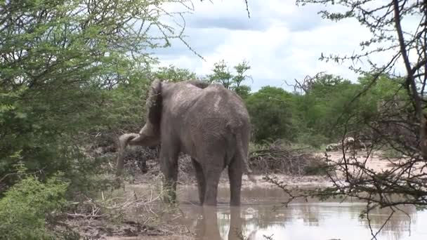 Dziki słoń (słoniowate) w afrykańskiej sawannie Botswany — Wideo stockowe