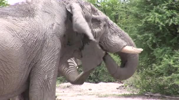 Vild elefant (Elephantidae) i afrikansk botswana savann — Stockvideo