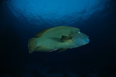 Endonezya Denizi 'nde mercan dalışı