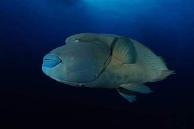 Endonezya Denizi 'nde mercan dalışı