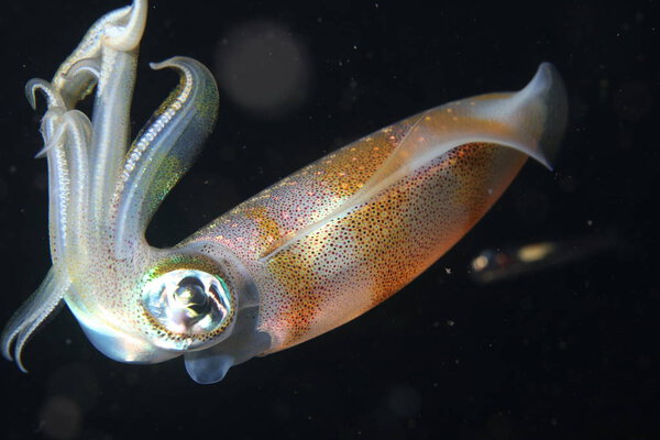 coral life diving Indonesia Sea Ocean