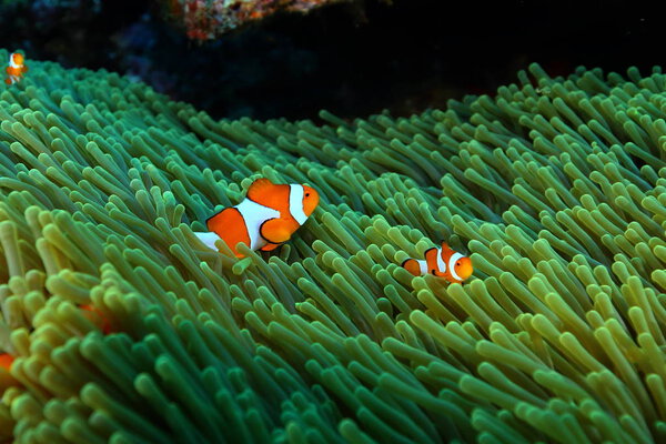 coral life diving Indonesia Sea Ocean