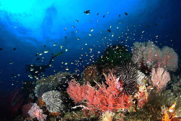 Coral life diving Indonesia Sea Ocean — Stock Photo, Image