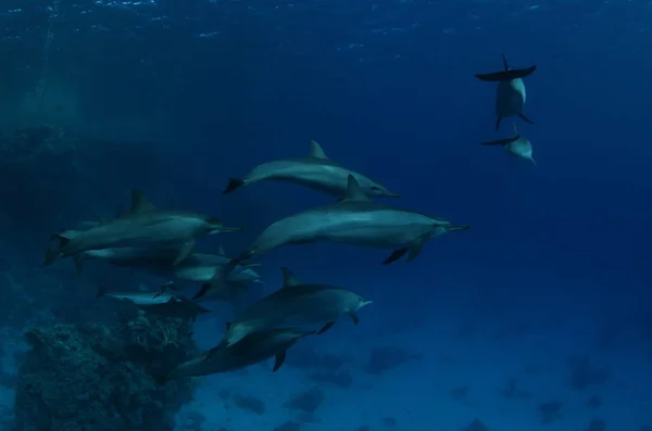 Coral life diving Indonesia Sea Ocean Stock Image