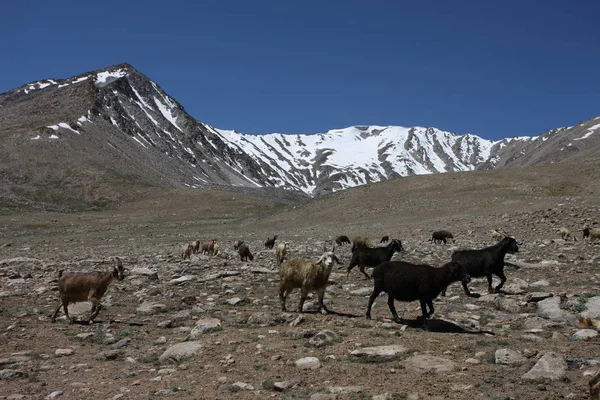 Pamir región Federación Rusa Asia Central paisajes de montaña — Foto de Stock