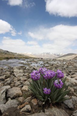 Pamir Rusya Orta Asya dağ manzaraları