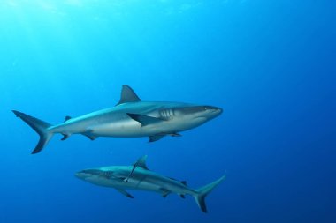  Papua Yeni Gine Pasifik Ocea dalış mercan hayat