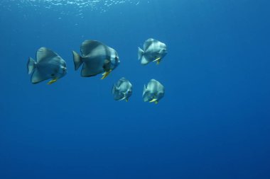 hayvanlar, mercanlar, deniz, su altında su, hayat, resif, balık, doğa, mavi, Dalış, iklim, tropikal, renkler, yüzme, derin, tatil, seyahat, bakış, scuba, yaban hayatı, tarzları, tuzlu su, renkli, güzellik, Macera, yaz, keşif, adam