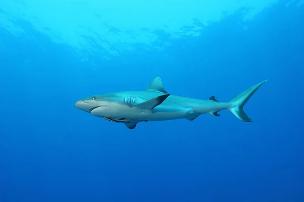 Vita corallina immersioni Papua Nuova Guinea Pacifico Ocea — Foto Stock