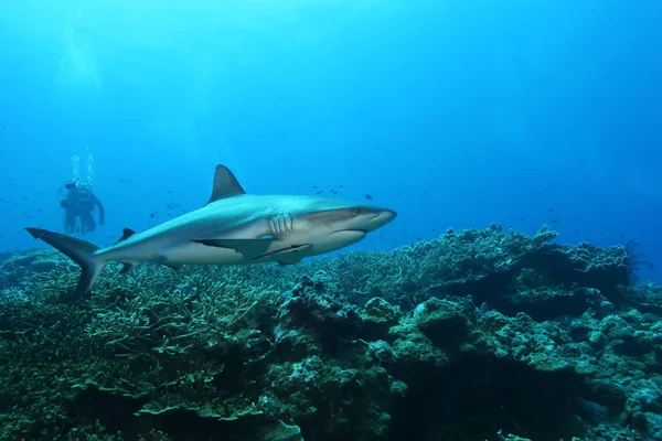 Coral vida buceo Papua Nueva Guinea Pacífico Ocea — Foto de Stock