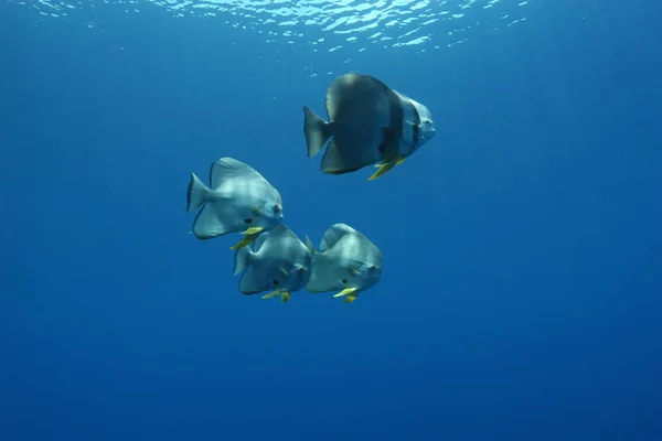 Animaux, coraux, mer, sous-marin, eau, vie, récif, poissons, nature, bleu, plongée, climat, tropical, couleurs, beauté, coloré, baignade, profond, vacances, voyage, paysages, plongée, faune, modes de vie, eau salée, aventure, été, exploration, backgroun — Photo