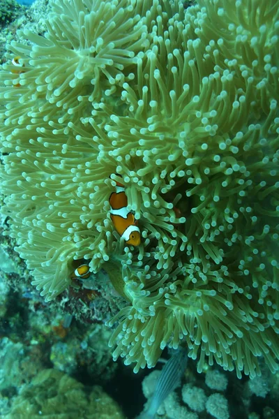 Coral vida buceo Papua Nueva Guinea Pacífico Ocea —  Fotos de Stock