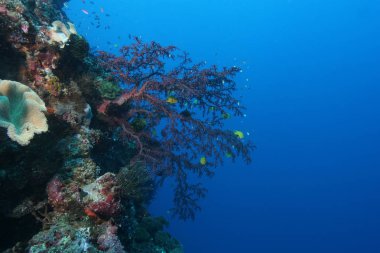  Papua Yeni Gine Pasifik Ocea dalış mercan hayat