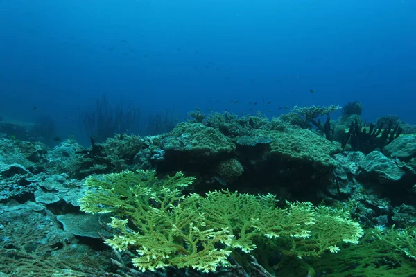  Papua Yeni Gine Pasifik Ocea dalış mercan hayat