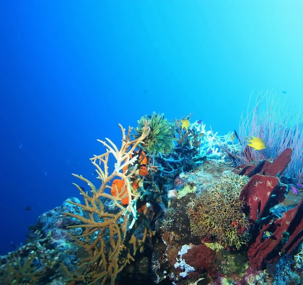 파푸아 뉴 기니의 태평양 Ocea 다이빙 산호 인생 — 스톡 사진