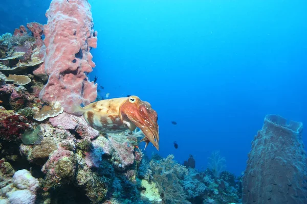 Korallenleben Tauchen Papua neuen Meerschweinchen pazifischen Ozean — Stockfoto