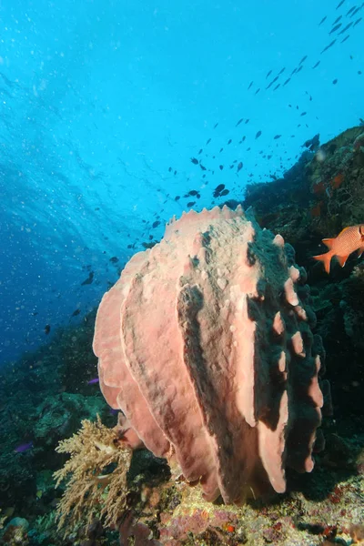 Korallenleben Tauchen Papua neuen Meerschweinchen pazifischen Ozean — Stockfoto