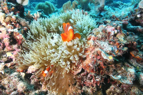 Coral life diving Papua New Guinea Pacific Ocea — Stock Photo, Image